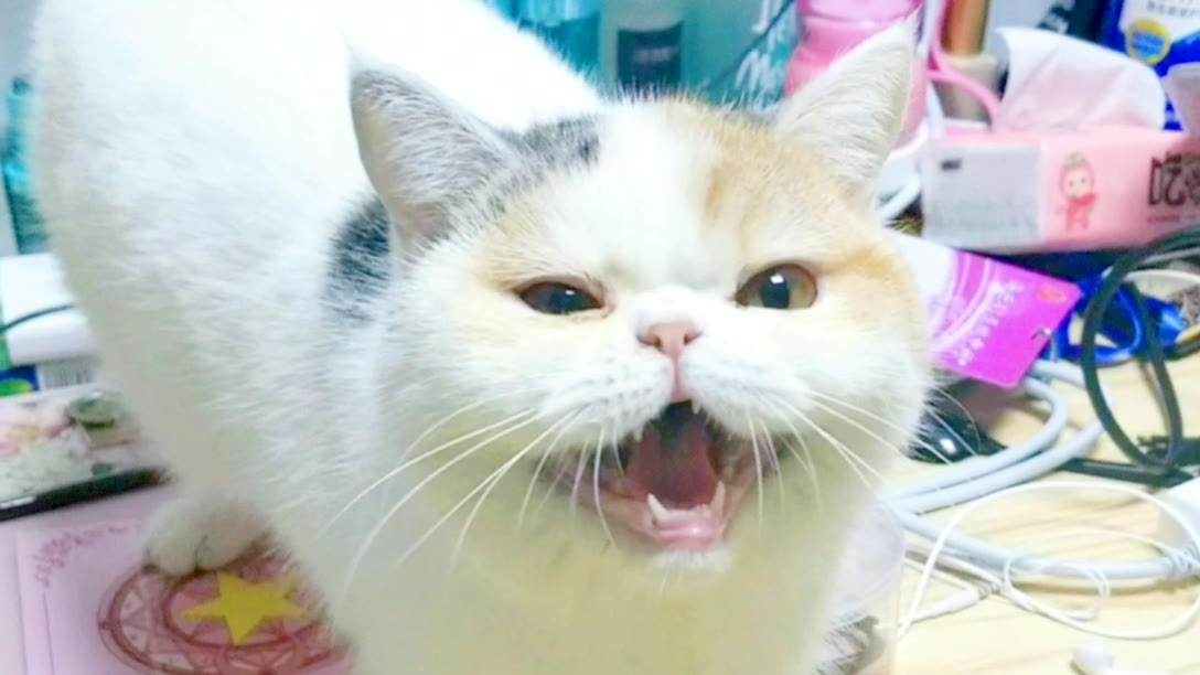 又一只被二娘洗脑的小猫咪,唉,它估计忘了自己是只小母猫